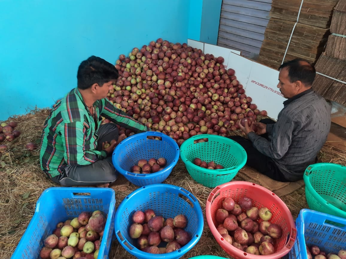 Last year around one lakh metric tonnes of apples were kept in the cold stores as well as the controlled atmospheric stores in different parts of the country, including Chandigarh, Kundli and Sonepat in Haryana, Ahmedabad, Chennai, Hyderabad and Vijayawada. (Deepak Sansta/HT ) Last year around one lakh metric tonnes of apples were kept in the cold stores as well as the controlled atmospheric stores in different parts of the country, including Chandigarh, Kundli and Sonepat in Haryana, Ahmedabad, Chennai, Hyderabad and Vijayawada. (Deepak Sansta/HT )