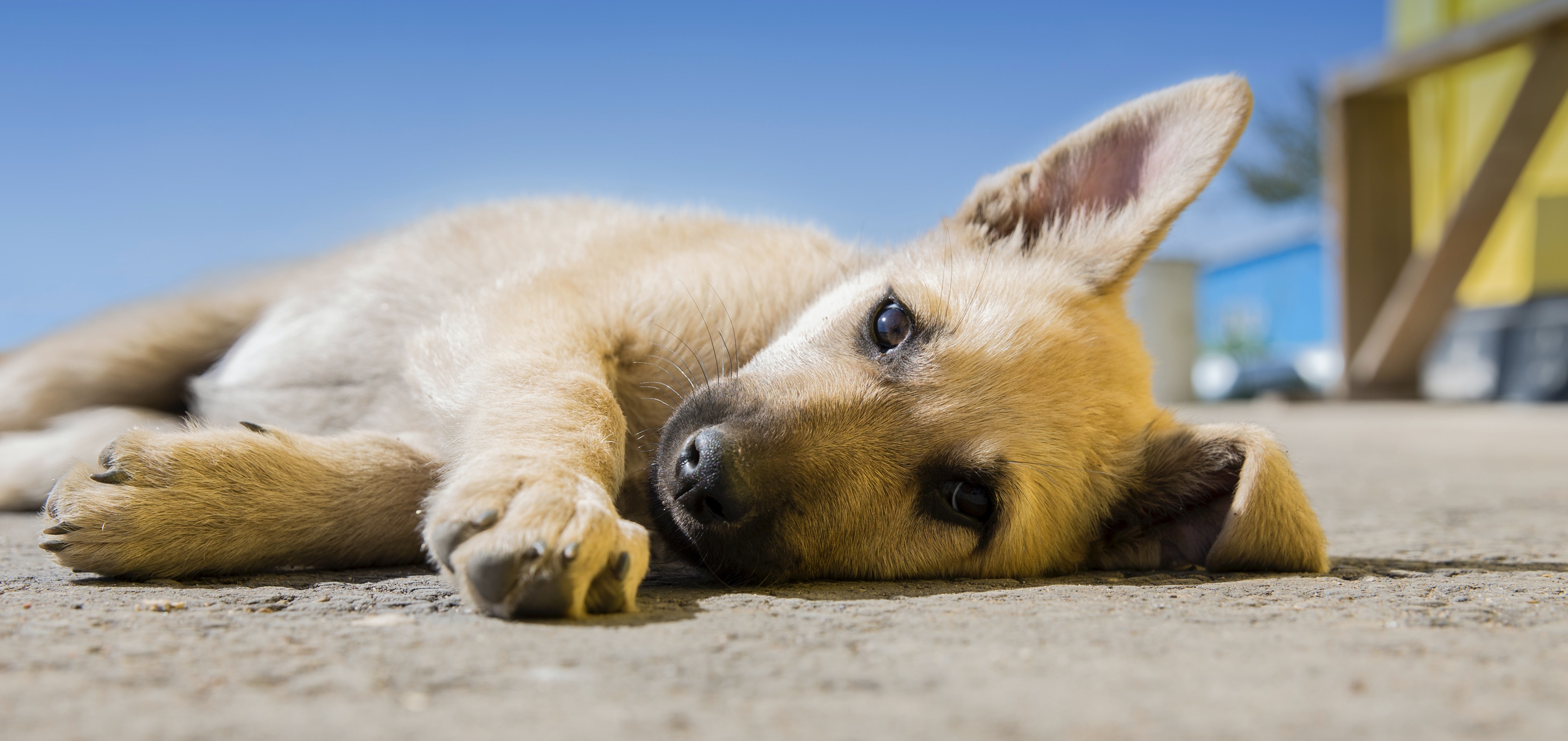 Aspiration pneumonia, bacterial or viral infections in the respiratory system, breathing in foreign objects, inhaling fungus spores, and other conditions are a few of the causes of pneumonia in dogs (Unsplash)
