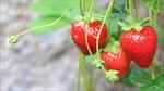 A strawberry plant with ripe fruits. (For Representation) A strawberry plant with ripe fruits. (For Representation)