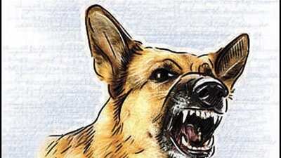 Last month, the Lucknow Municipal Corporation (LMC) advised residents to not keep some ferocious dog breeds as pets, as they were dangerous for the elderly and children. (Pic for representation) Last month, the Lucknow Municipal Corporation (LMC) advised residents to not keep some ferocious dog breeds as pets, as they were dangerous for the elderly and children. (Pic for representation)