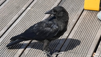 The image shows the crow that gave a gift to a woman after she fed it. (Twitter/@ColleenLindsay)
