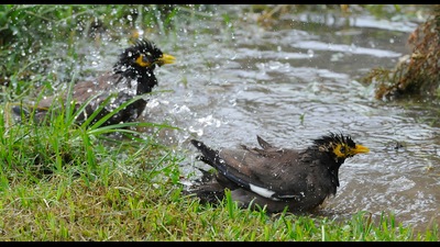 A pair of mynas splashing around in a puddle amid the sultry weather at Panjab University in Chandigarh on Friday. (Keshav Singh/HT)