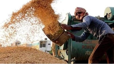 India's kharif rice production may fall by 10-12 mn tonne, says govt India's kharif rice production may fall by 10-12 mn tonne, says govt