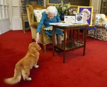 Queen Elizabeth II Passes Away: Queen Elizabeth II had two Corgis, Muick and Sandy. (AFP) Queen Elizabeth II Passes Away: Queen Elizabeth II had two Corgis, Muick and Sandy. (AFP)