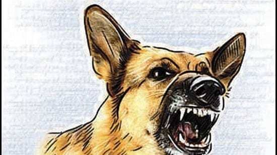 Avoid Ferocious Breeds LMC Advisory For Dog Lovers Hindustan Times avoid-ferocious-breeds-lmc-advisory-for-dog-lovers-hindustan-times