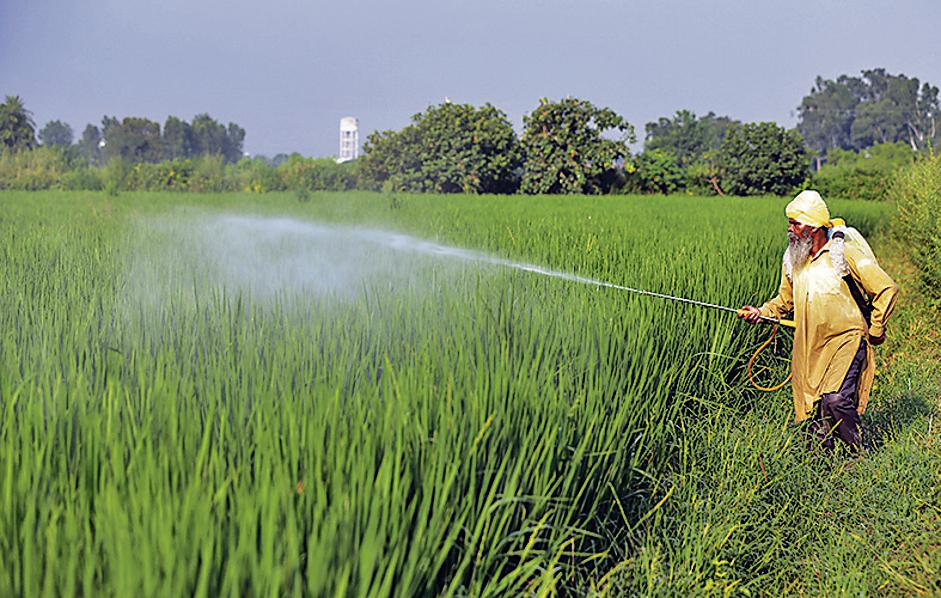 An agricultural labourer sprays pesticides on the paddy crop in a field, at village Vallah on the outskirts of Amritsar. (ANI Photo) An agricultural labourer sprays pesticides on the paddy crop in a field, at village Vallah on the outskirts of Amritsar. (ANI Photo)