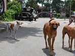 UP dog owner detained for questioning after pet bites neighbour's private parts (HT File Photo) UP dog owner detained for questioning after pet bites neighbour's private parts (HT File Photo)