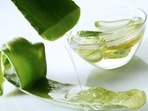 Treating skin hyper pigmentation with Aloe Vera: Does it work? (Twitter/Nig_Farmer) Treating skin hyper pigmentation with Aloe Vera: Does it work? (Twitter/Nig_Farmer)