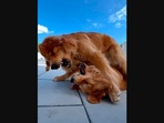 The video shows two Golden Retrievers playfighting.