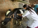 Veterinary doctors vaccinate a cow against lumpy skin disease. (PTI) Veterinary doctors vaccinate a cow against lumpy skin disease. (PTI)