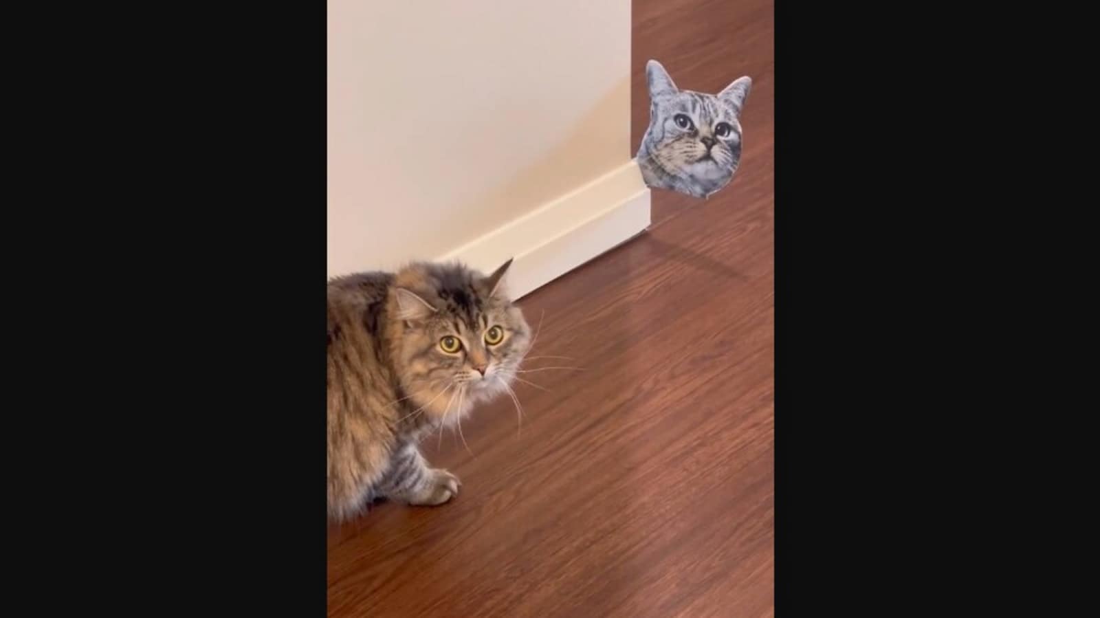 Human gets cat’s cutout to prank pet kitties. Watch how they react