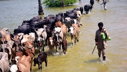 Inundações no Paquistão: Vítimas de inundações das chuvas de monção caminham com seu gado após sua casa inundada no Paquistão.