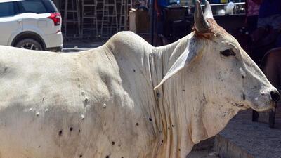 Delhi government is taking measures to control the spread of lumpy virus as at least 173 cattle have been found infected. (PTI) Delhi government is taking measures to control the spread of lumpy virus as at least 173 cattle have been found infected. (PTI)