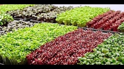 Microgreens will be extensively studied for their nutritional benefits. (For Representation)