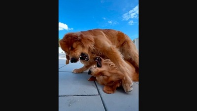 The video shows two Golden Retrievers playfighting. (Instagram/@tuckerbudzyn)