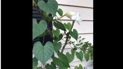 The image, taken from the oddly satisfying timelapse video on Reddit, shows the moonflower blooming. (Reddit/@thejaxchampion)