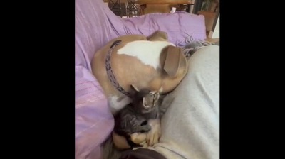 The image, taken from the Reddit video, shows the Pitbull with a foster kitten. (Reddit/@BroccoliSilly7572) The image, taken from the Reddit video, shows the Pitbull with a foster kitten. (Reddit/@BroccoliSilly7572)