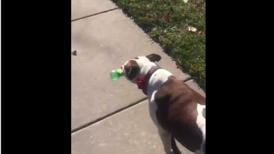 The image, taken from the Reddit video, shows the dog picking up trash around her neighbourhood. (Reddit/@PrincessPattycakes)