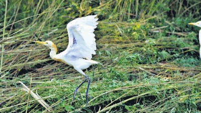 A cattle egret foraging for food in Sector 50, Chandigarh, on a windy Saturday evening. The weather department has forecast chances of rain through the next three days. (Sanjeev Sharma/HT)