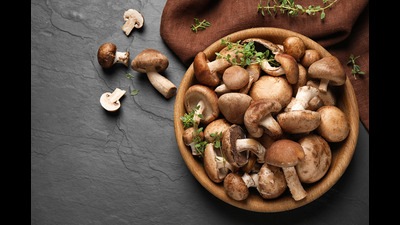In the past few years Pune has seen a sort of mini startup revolution in the organic farming industry, including mushroom cultivation (REPRESENTATIVE IMAGE) In the past few years Pune has seen a sort of mini startup revolution in the organic farming industry, including mushroom cultivation (REPRESENTATIVE IMAGE)