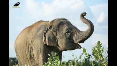Laxmi is under long-term care at the Elephant Conservation and Care Centre in Mathura (Sourced) Laxmi is under long-term care at the Elephant Conservation and Care Centre in Mathura (Sourced)