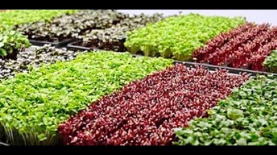 Microgreens will be extensively studied for their nutritional benefits. (For Representation)