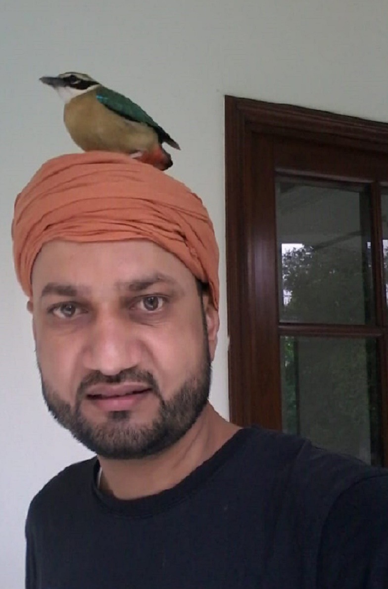 A shy Indian pitta landed in a Sector 4 bungalow, Chandigarh, and had sought refuge with the chauffeur, Joginder Singh. The bird was possibly disoriented and under stress. (FILE PHOTO: GURNIHAL S. PIRZADA) A shy Indian pitta landed in a Sector 4 bungalow, Chandigarh, and had sought refuge with the chauffeur, Joginder Singh. The bird was possibly disoriented and under stress. (FILE PHOTO: GURNIHAL S. PIRZADA)