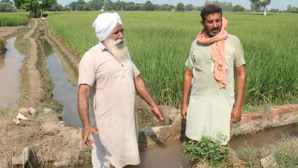 Paddy growers Thana Singh and Malkit Singh of Muktsar’s Bhalaiana village at their farms. (Sanjeev Kumar/Hindustan Times)