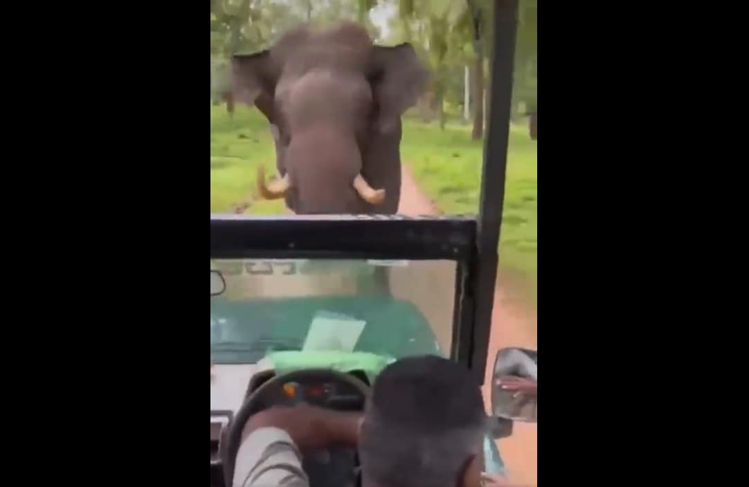 It was a close call: The driver drove full speed in reverse, saving safari goers from the elephant attack. It was a close call: The driver drove full speed in reverse, saving safari goers from the elephant attack.