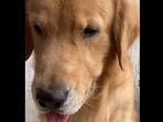 This is the Golden Retriever dog who got tricked into taking a shower in this video.&nbsp;