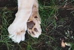 Pet care: Tips to take care of your dog's feet Pet care: Tips to take care of your dog's feet
