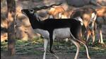 There is a proposal to revamp Sohian Bir, which is spread over an area of 700 acres, to suit the blackbuck’s habitat, and develop the sanctuary as an eco-tourism centre. (HT File) There is a proposal to revamp Sohian Bir, which is spread over an area of 700 acres, to suit the blackbuck’s habitat, and develop the sanctuary as an eco-tourism centre. (HT File)