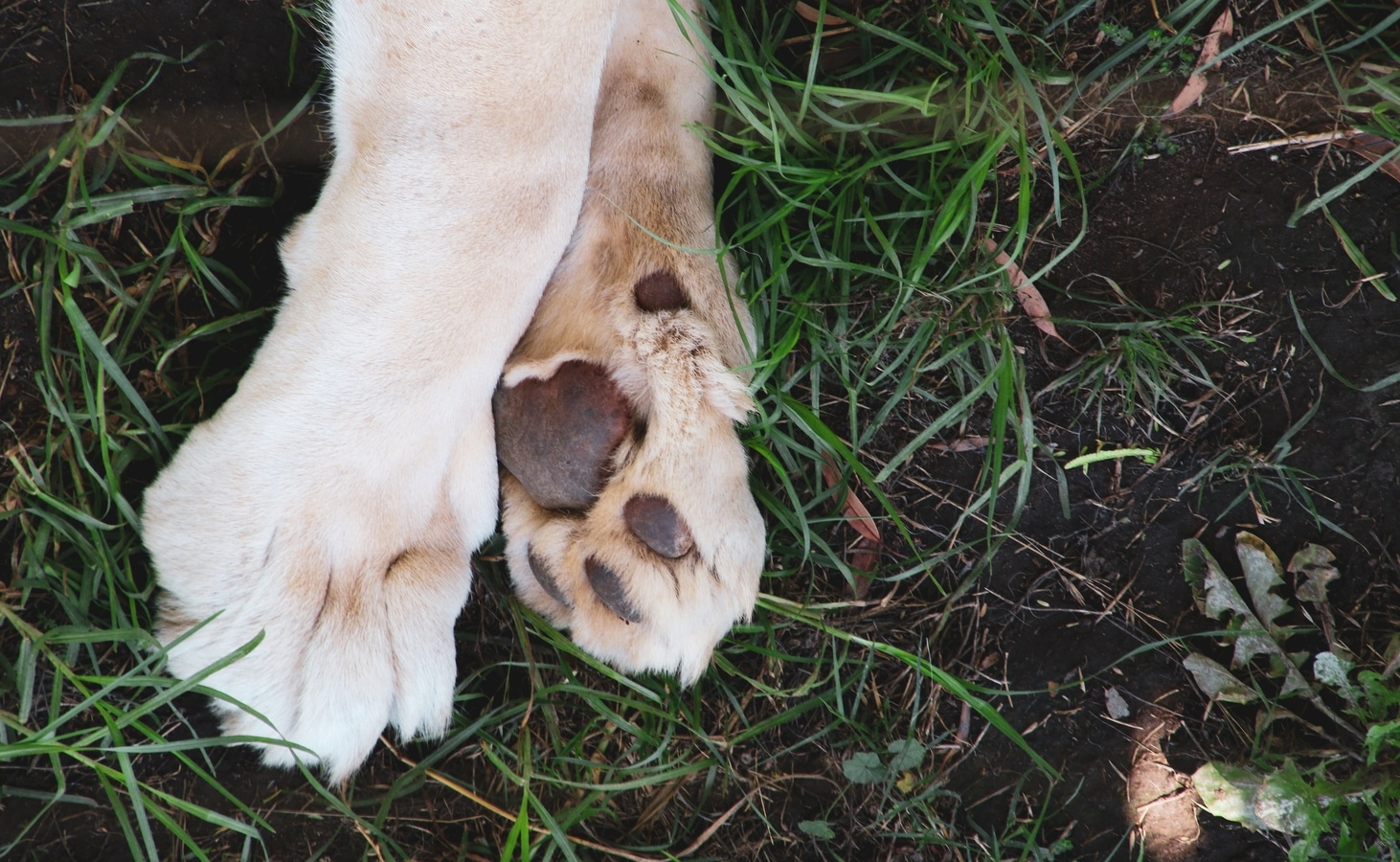 Pet Care Tips To Take Care Of Your Dog S Feet Hindustan Times