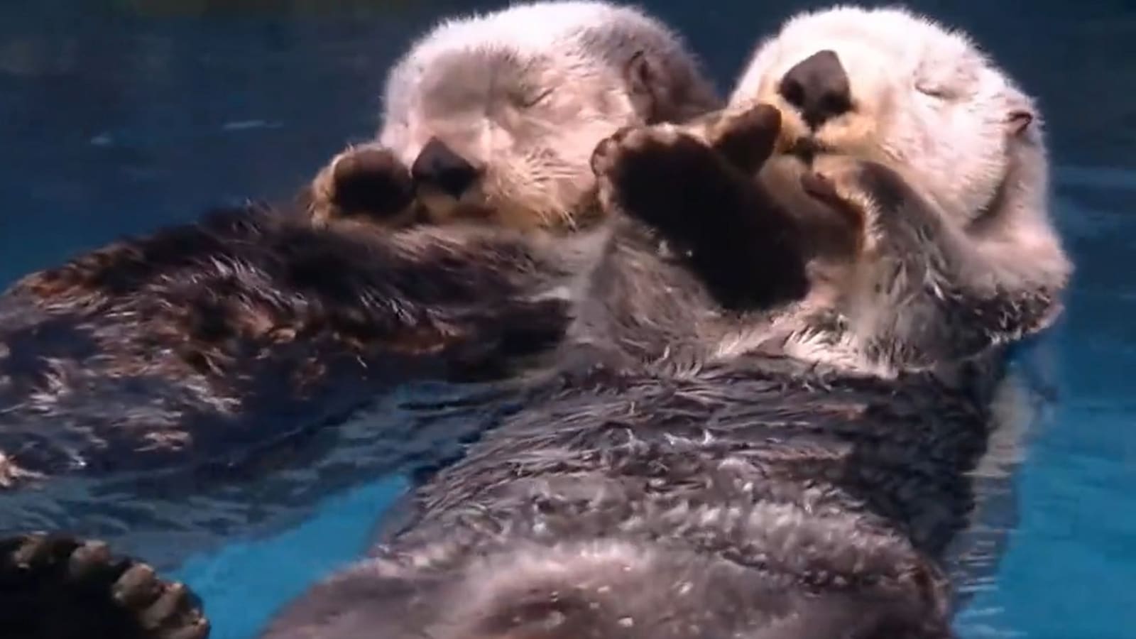 Video Of Sea Otters Holding Each Other S Hands While Sleeping Wows People Watch Trending