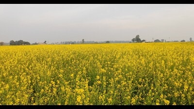 Falling mustard seed prices a worry for Haryana farmers, traders Falling mustard seed prices a worry for Haryana farmers, traders