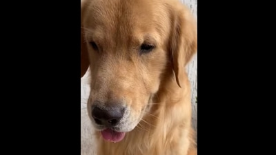 This is the Golden Retriever dog who got tricked into taking a shower in this video.&nbsp; (Instagram/@coco_the_goldenboy)