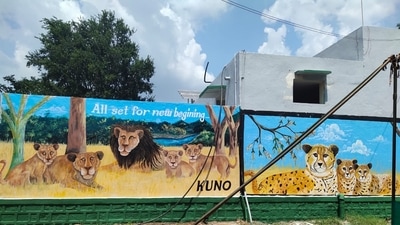 With cheetahs set for new home in MP, govt preps a grand welcome (HT) With cheetahs set for new home in MP, govt preps a grand welcome (HT)