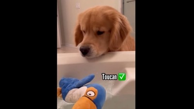 The image, taken from the video shared on Instagram, shows the Golden Retriever dog bringing gifts to his pet mom who is taking a bath. (Instgaram/@dogsofinstagram) The image, taken from the video shared on Instagram, shows the Golden Retriever dog bringing gifts to his pet mom who is taking a bath. (Instgaram/@dogsofinstagram)