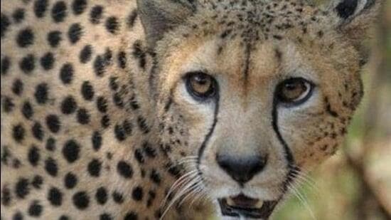 Four male and four female cheetahs from Namibia are set to be translocated to the Kuno National Park in Madhya Pradesh. (Representative Image)