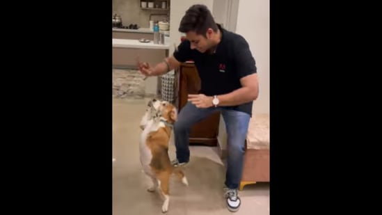The Beagle dog does Bhangra dance with its human. (Instagram/@juniormalhotra) The Beagle dog does Bhangra dance with its human. (Instagram/@juniormalhotra)