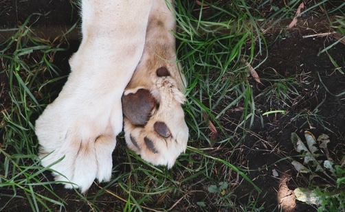 Taking Care of a Dog's Paws: Everything You Need to Know