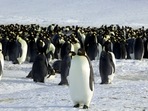 &nbsp;Emperor penguins are seen in Dumont d'Urville, Antarctica April 10, 2012.
