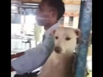 The stray dog. Moti, drives around with its e-rickshaw driver human. (Instagram/@adoptionplz) The stray dog. Moti, drives around with its e-rickshaw driver human. (Instagram/@adoptionplz)