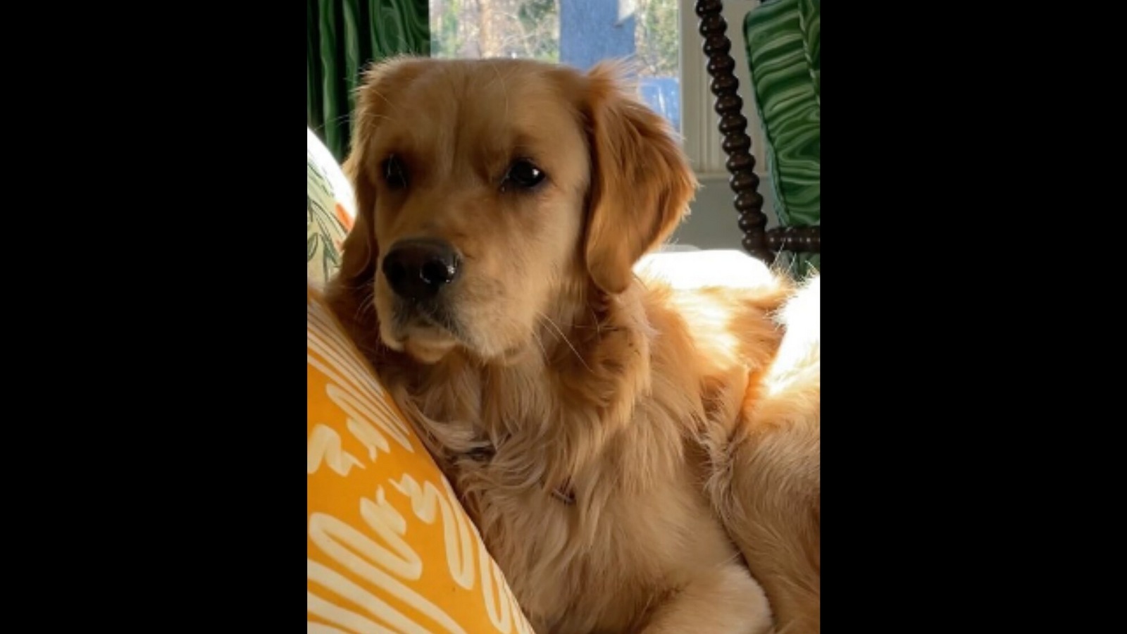 Rapunzel dog 2025