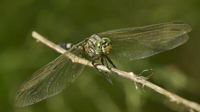 Dragonflies and damselflies are also important to the ecosystem as they are known for their biological control of mosquitoes and flies. (Representational image/HT Archive) Dragonflies and damselflies are also important to the ecosystem as they are known for their biological control of mosquitoes and flies. (Representational image/HT Archive)