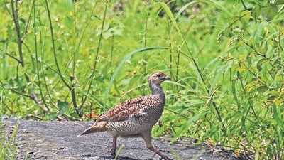 Though sporadic sightings of this species have been reported from the Western Ghats, it is rarely seen in the moist, coastal belt between Gujarat and Kerala, which makes this particular sighting significant (Seema Tania and Sunjoy Munga ) Though sporadic sightings of this species have been reported from the Western Ghats, it is rarely seen in the moist, coastal belt between Gujarat and Kerala, which makes this particular sighting significant (Seema Tania and Sunjoy Munga )