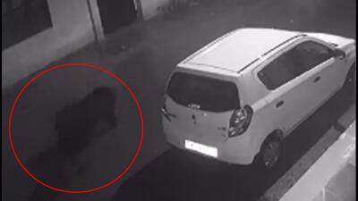 The animals were caught on a CCTV camera at Jawahar Nagar. (Twitter) The animals were caught on a CCTV camera at Jawahar Nagar. (Twitter)