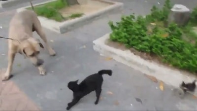 The image, taken from the viral video, shows the cat attacking the dog. (Twitter/@_TheFigen) The image, taken from the viral video, shows the cat attacking the dog. (Twitter/@_TheFigen)