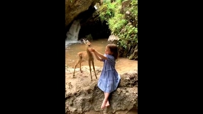 A screengrab from the viral video shows the little girl feeding the baby deer near the waterfall. (Twitter/@buitengebieden) A screengrab from the viral video shows the little girl feeding the baby deer near the waterfall. (Twitter/@buitengebieden)