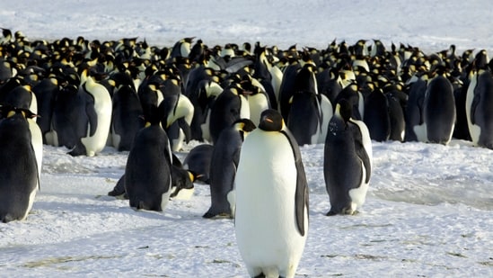&nbsp;Emperor penguins are seen in Dumont d'Urville, Antarctica April 10, 2012.(REUTERS)